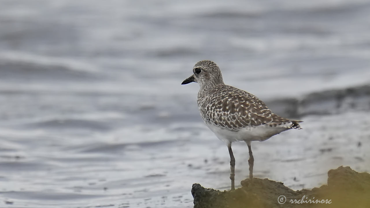 Black-bellied plover