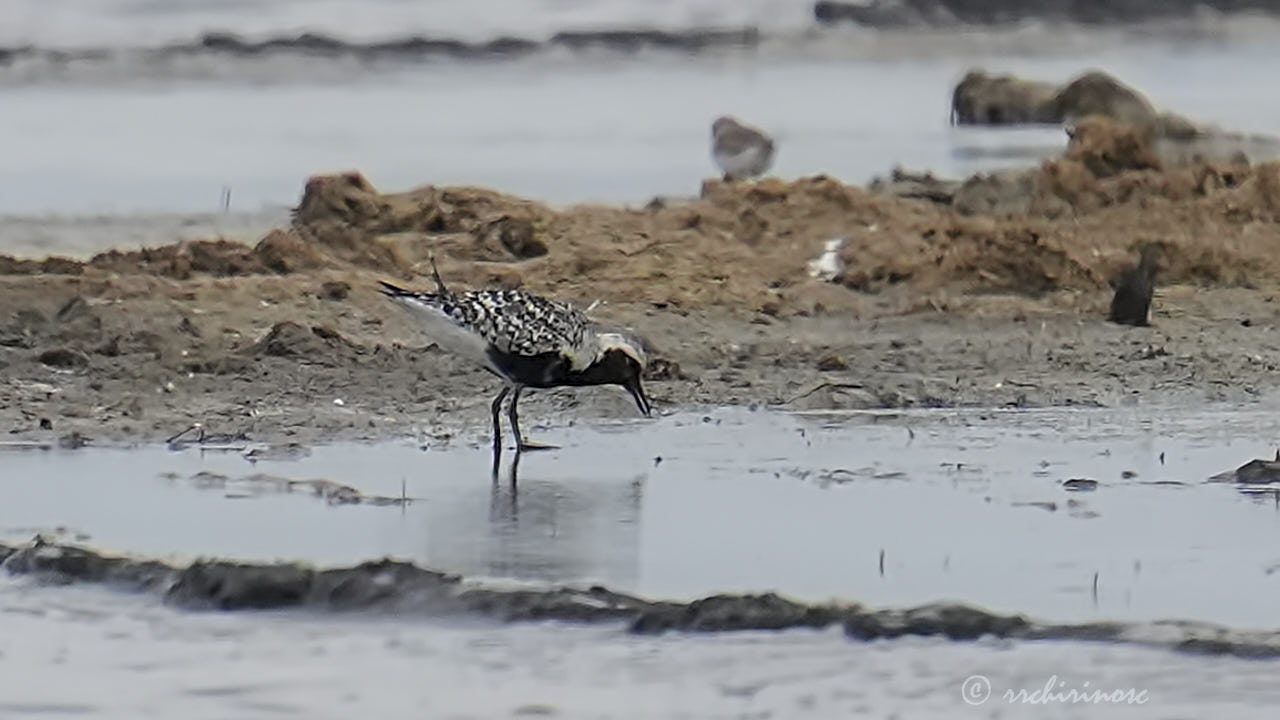 Black-bellied plover