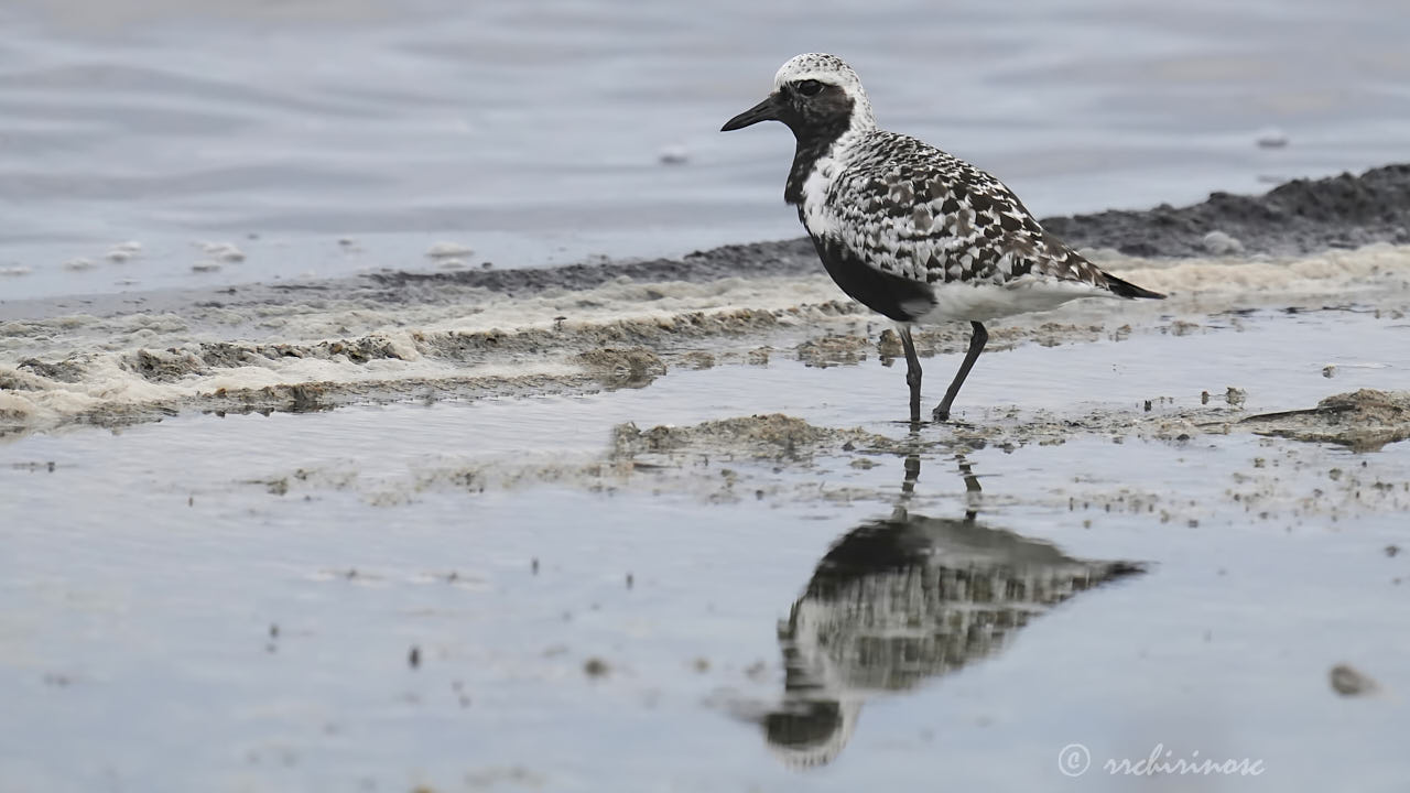 Black-bellied plover