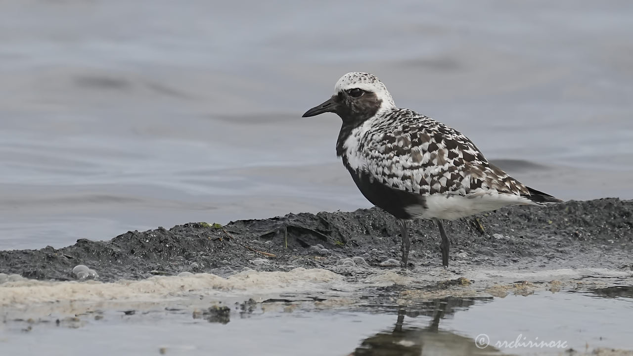 Black-bellied plover