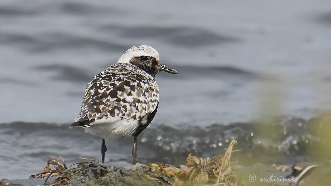 Black-bellied plover