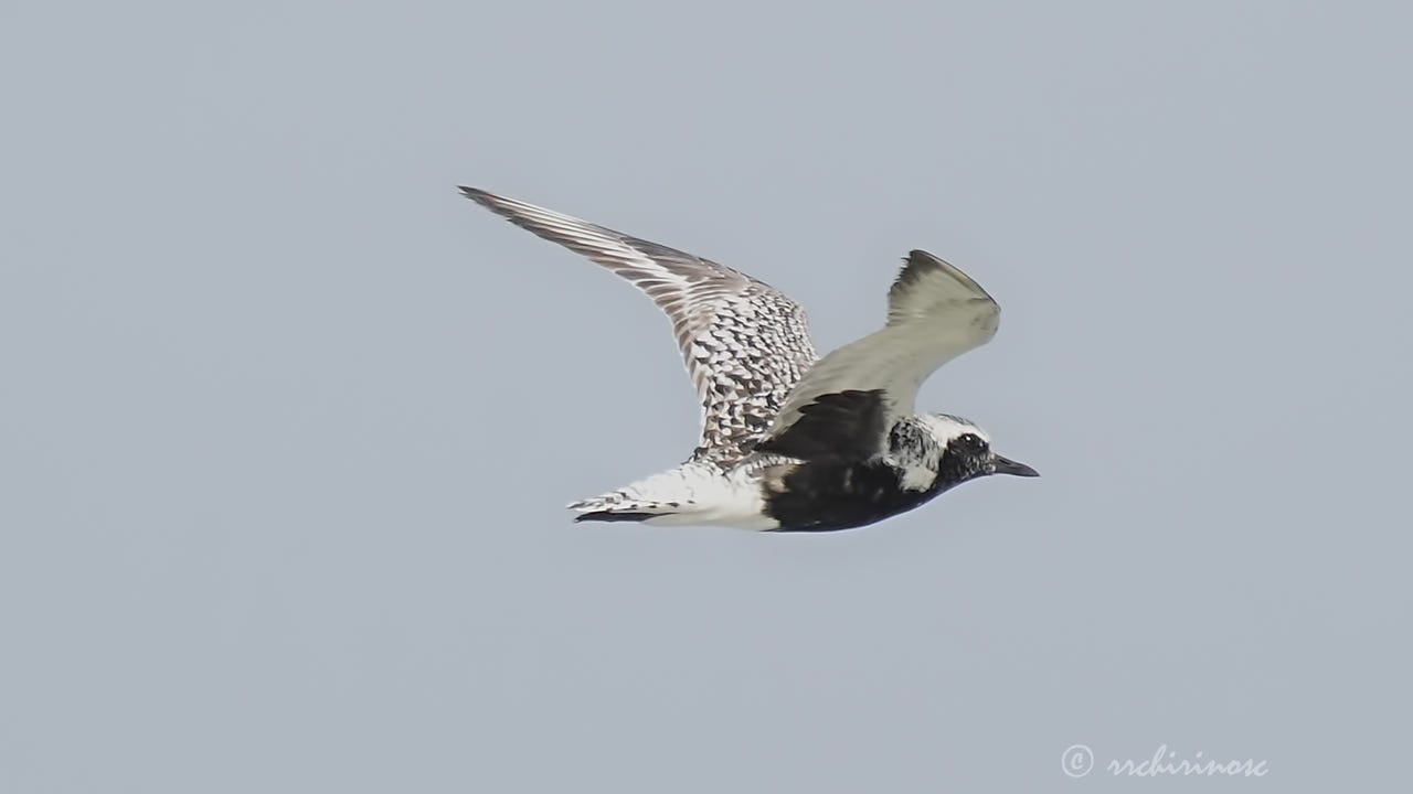 Black-bellied plover