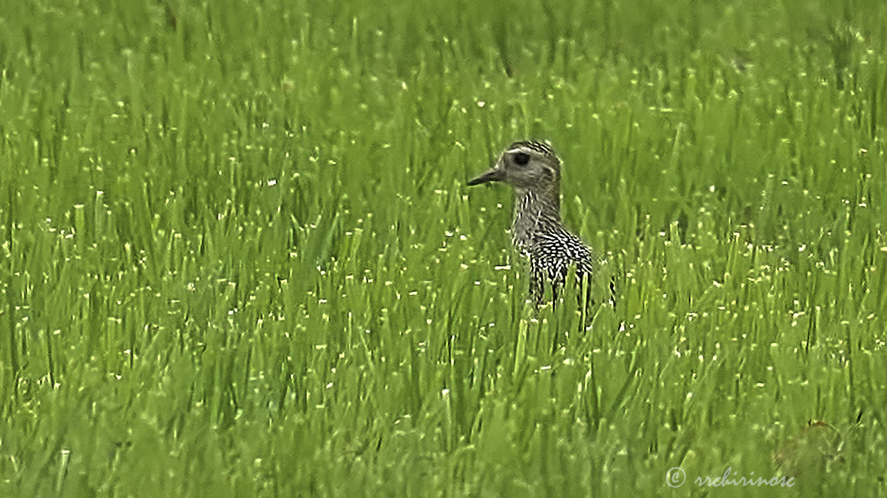 European golden plover