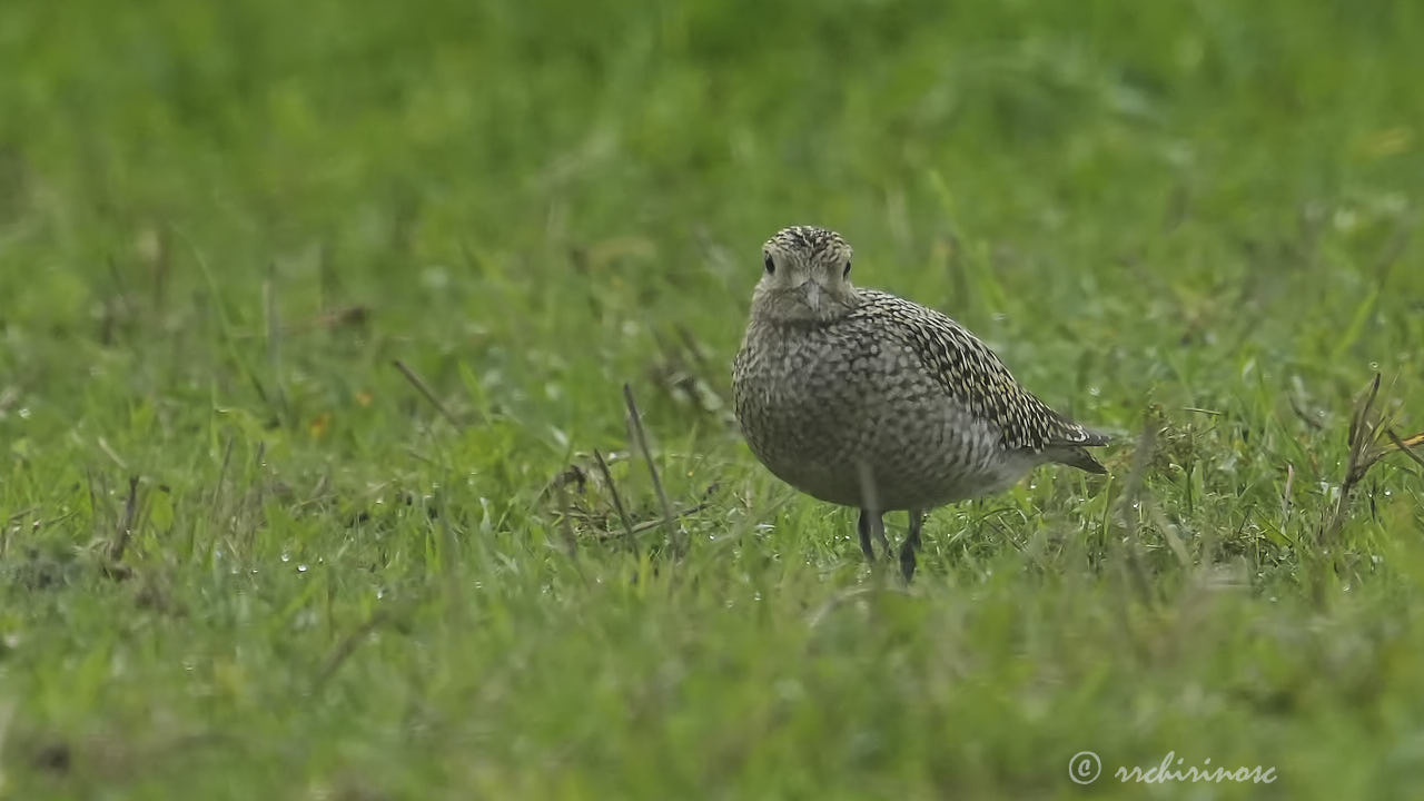 European golden plover