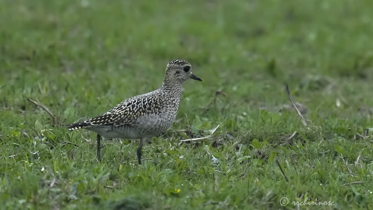 European golden plover