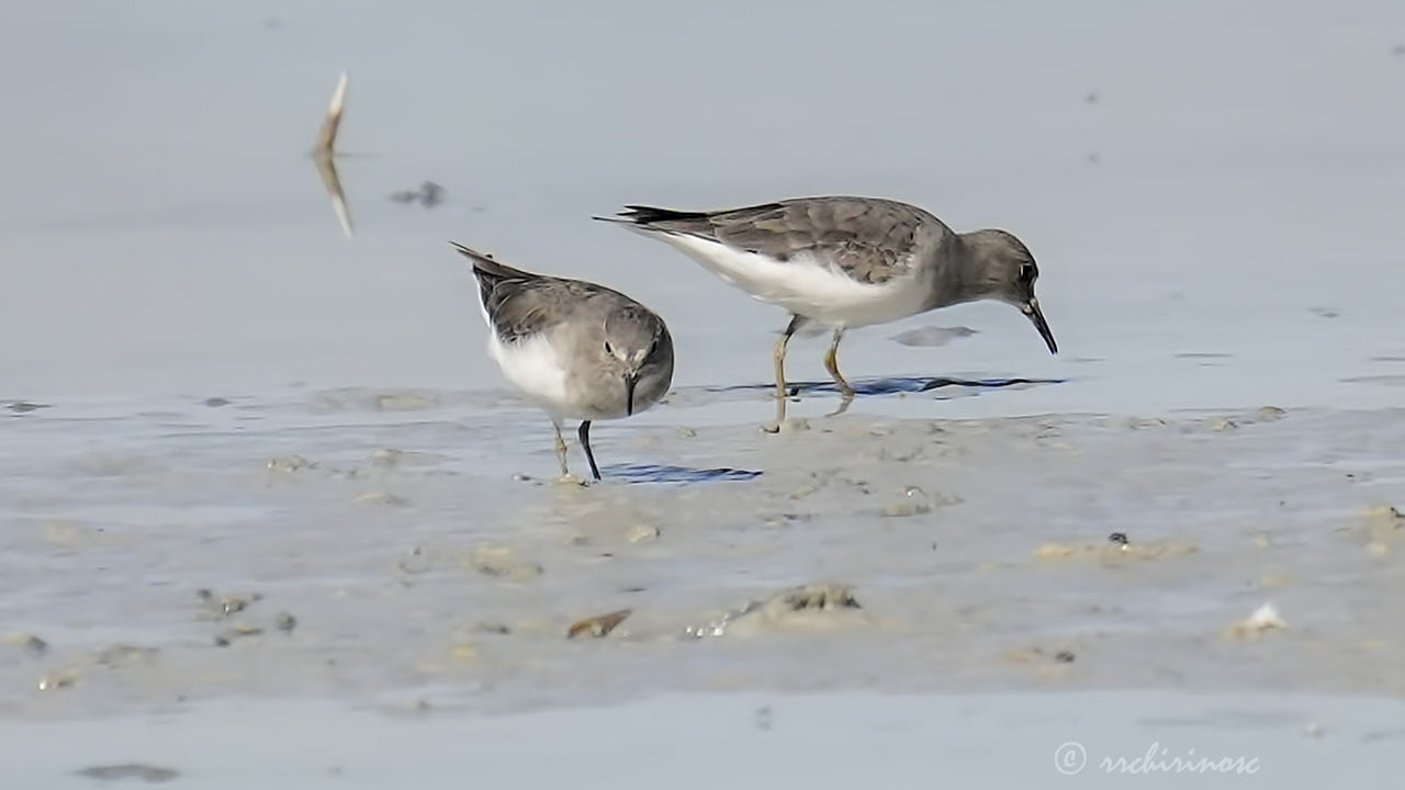 Temminck's stint