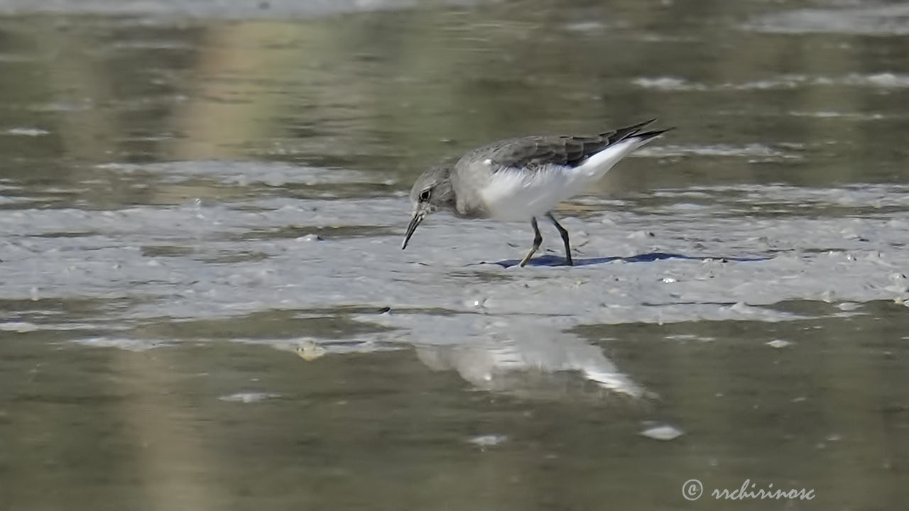 Temminck's stint