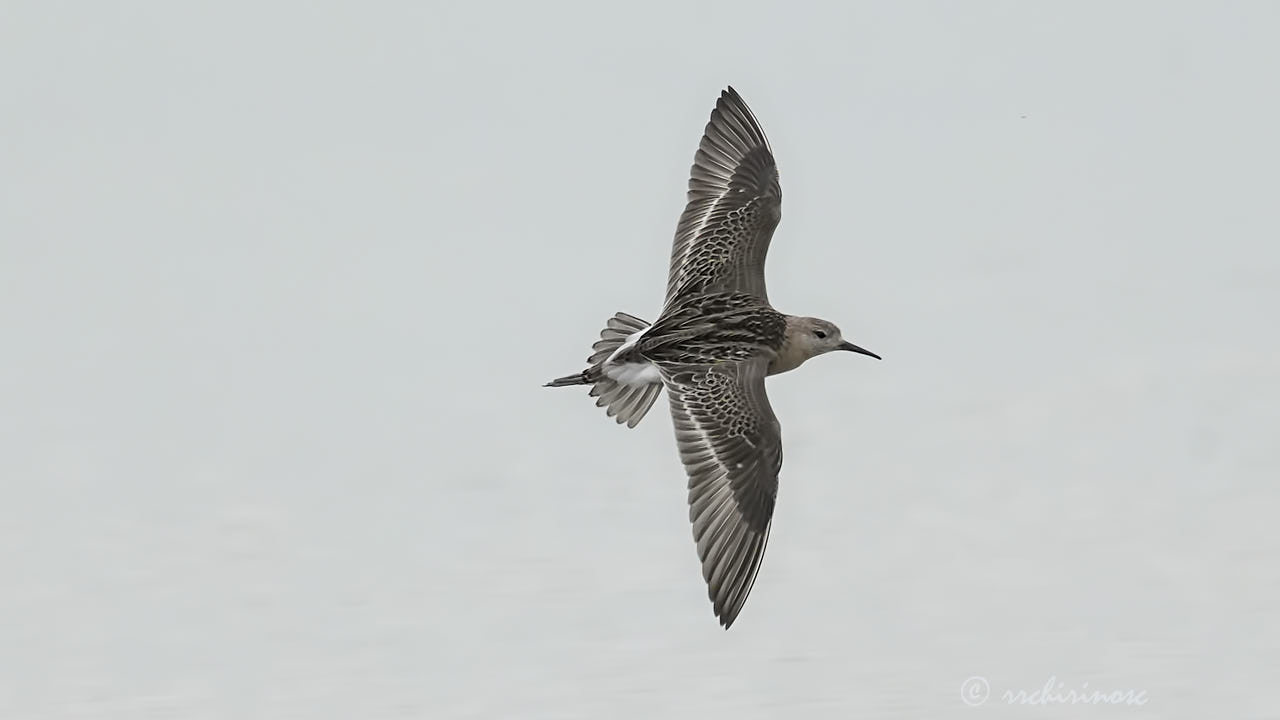 Temminck's stint