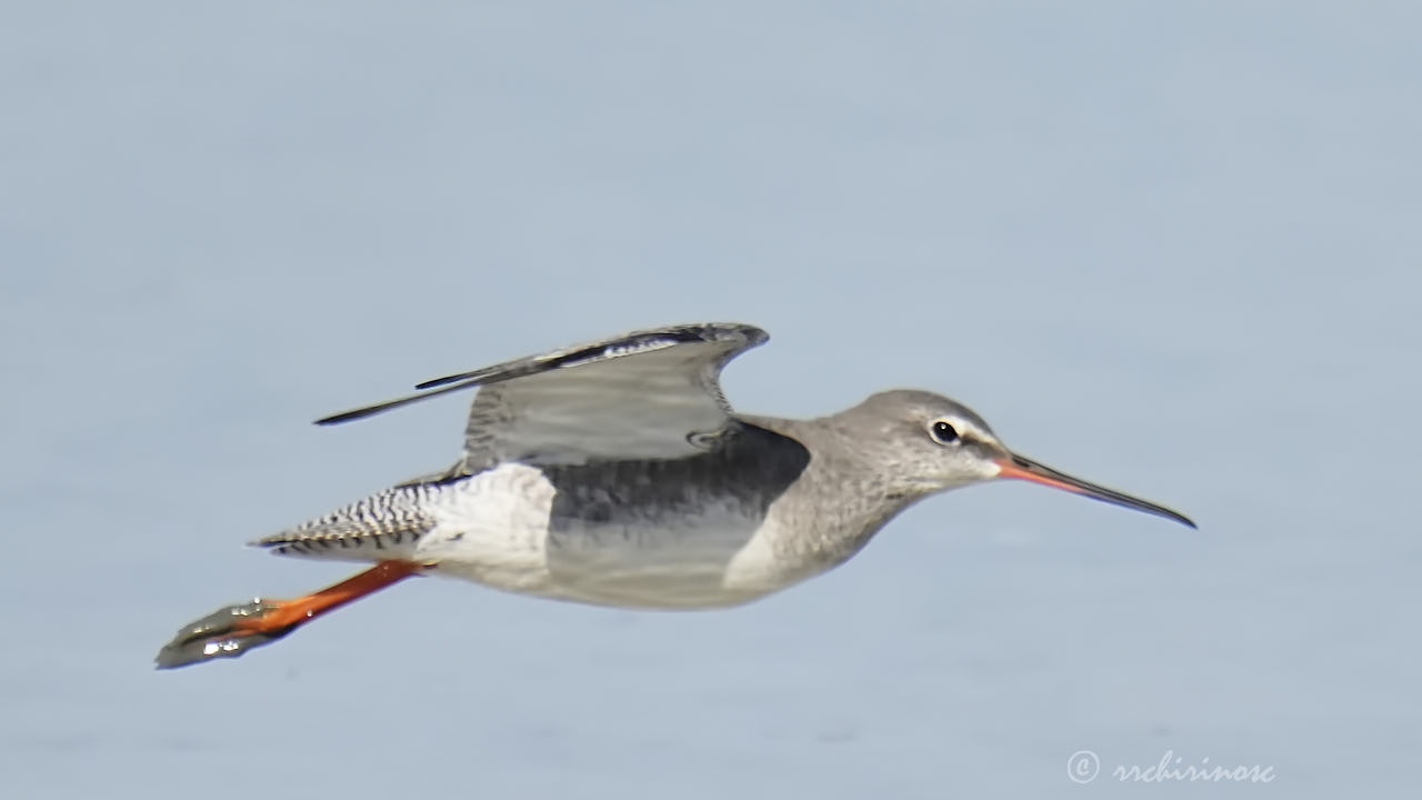 Spotted redshank