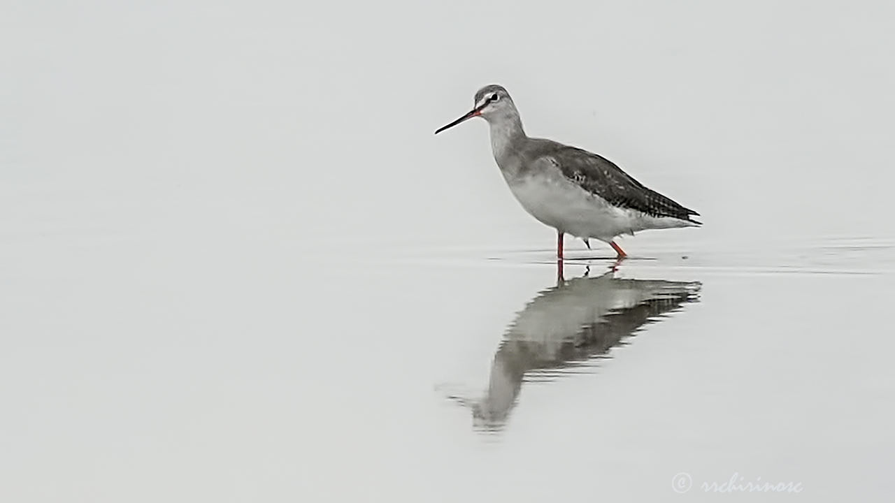 Spotted redshank