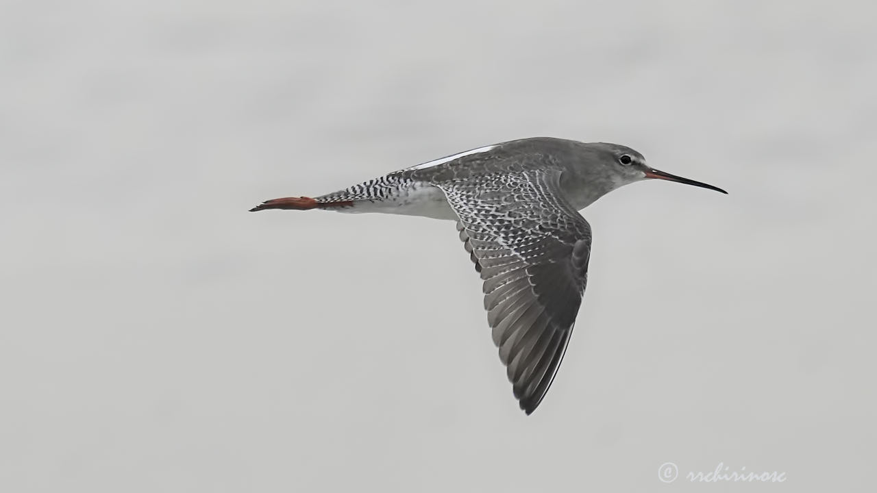 Spotted redshank