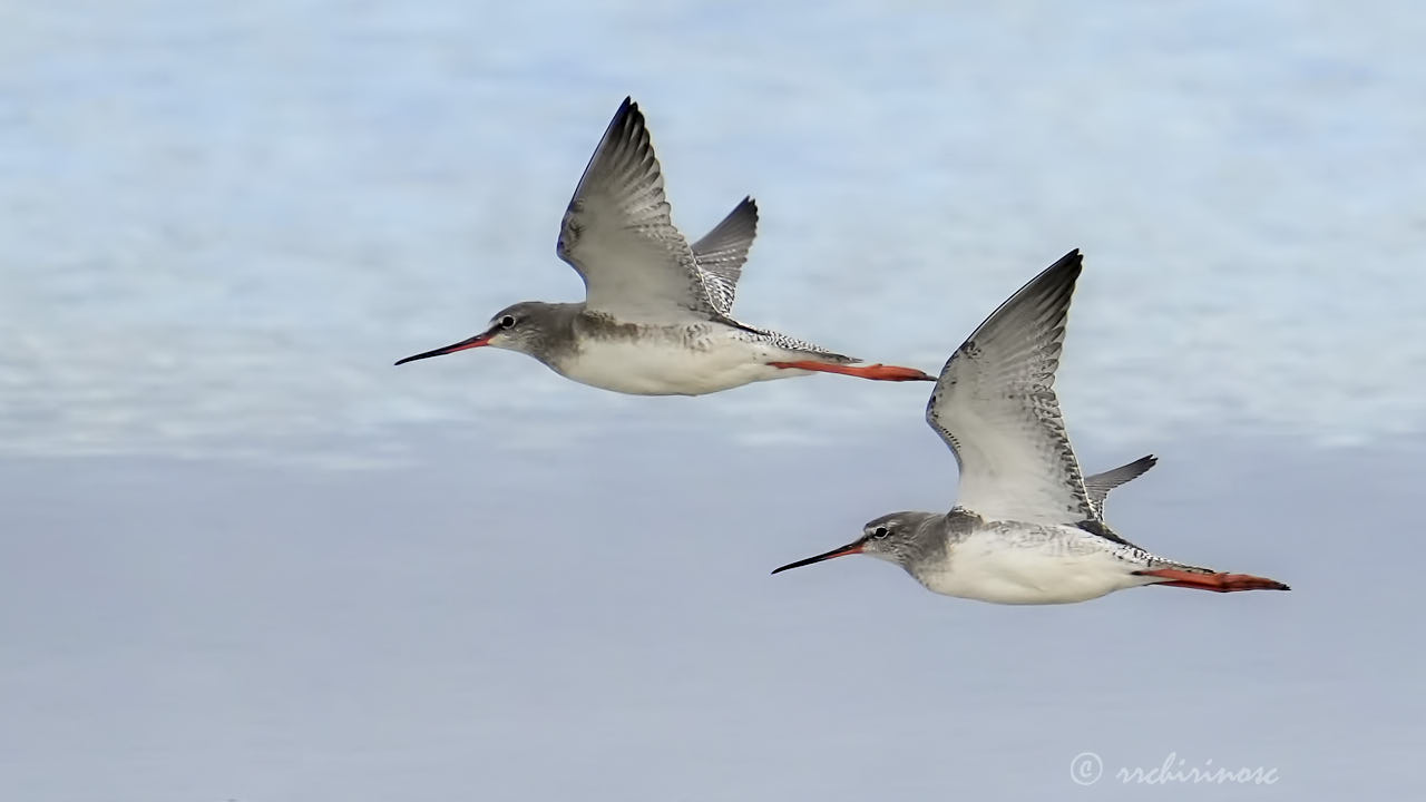 Spotted redshank