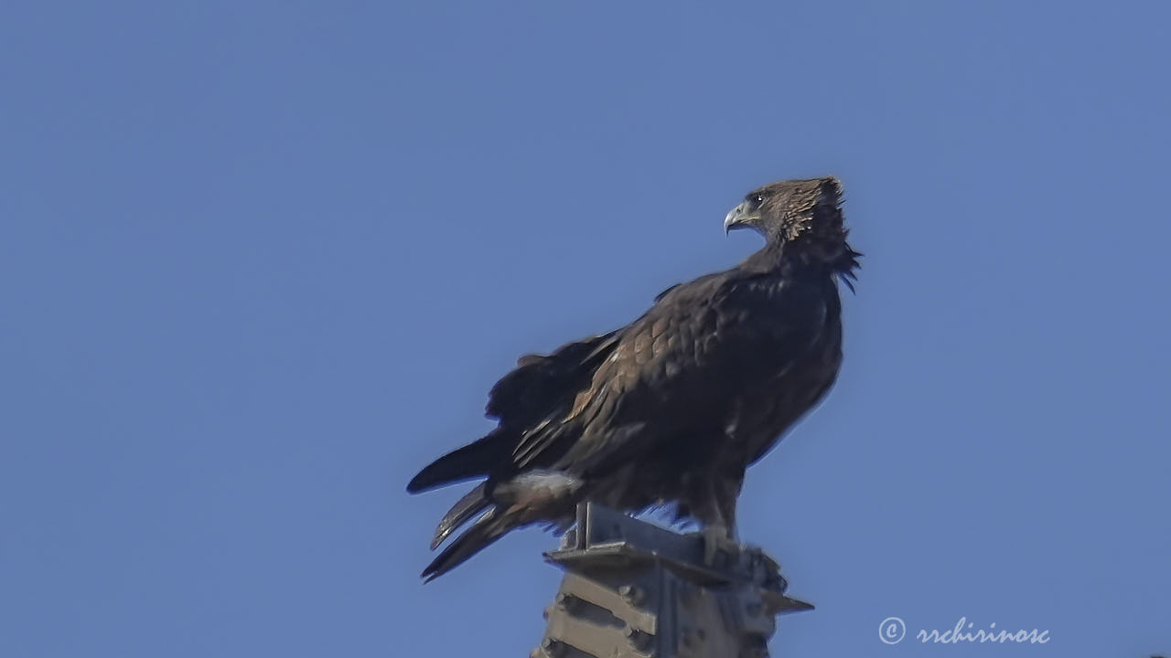 Golden eagle