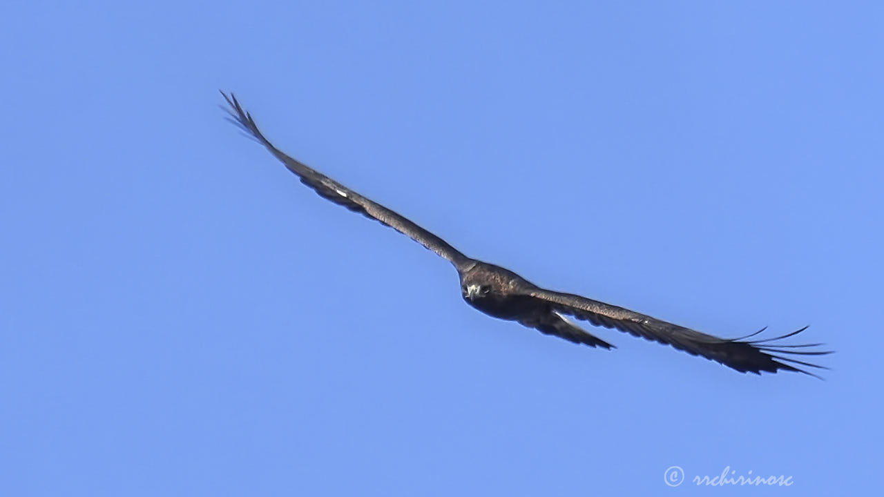 Golden eagle