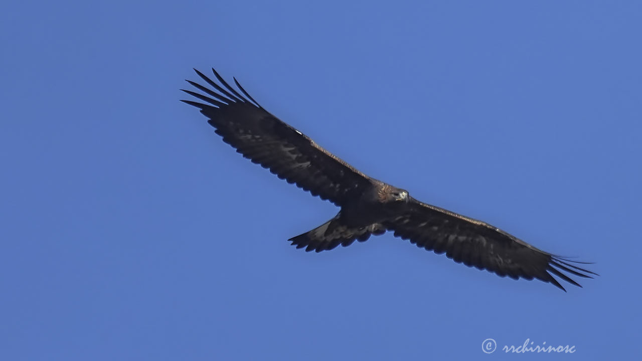 Golden eagle