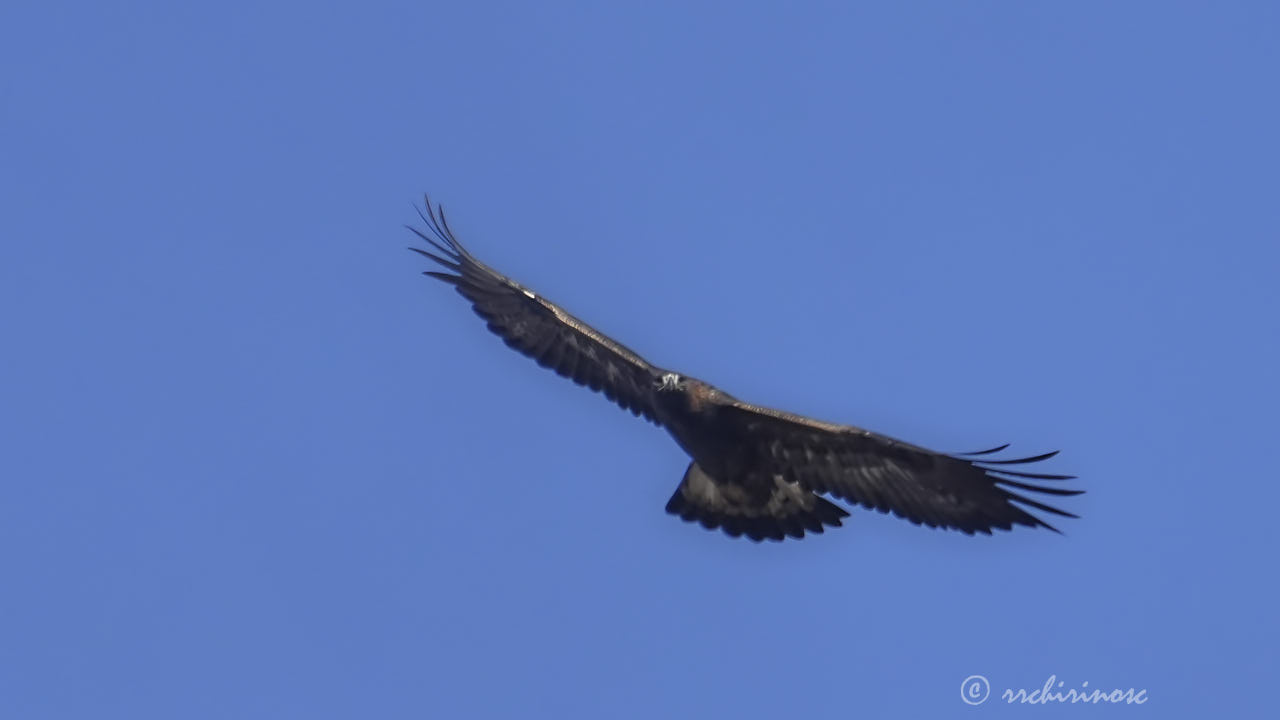 Golden eagle