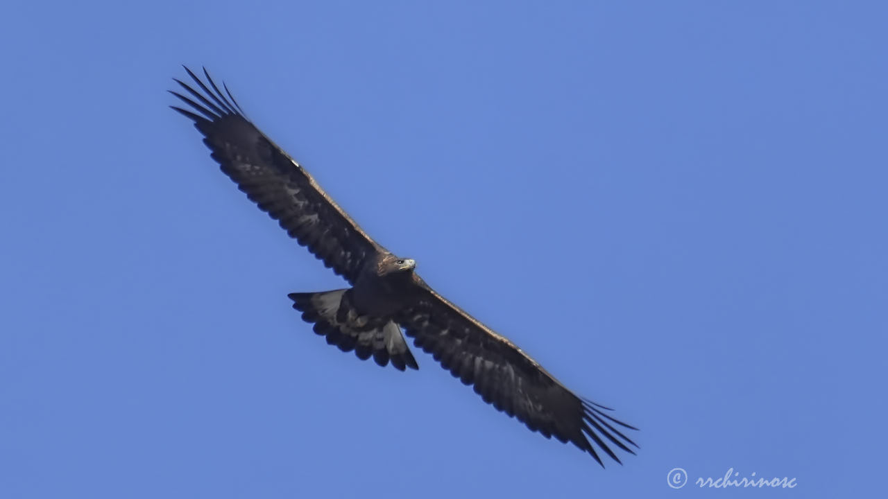 Golden eagle