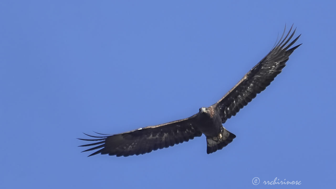 Golden eagle