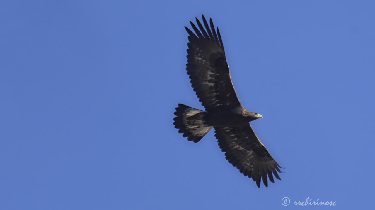 Golden eagle