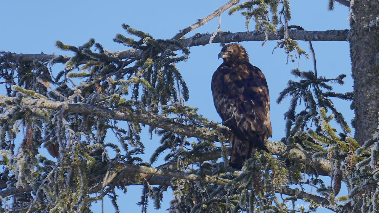 Golden eagle