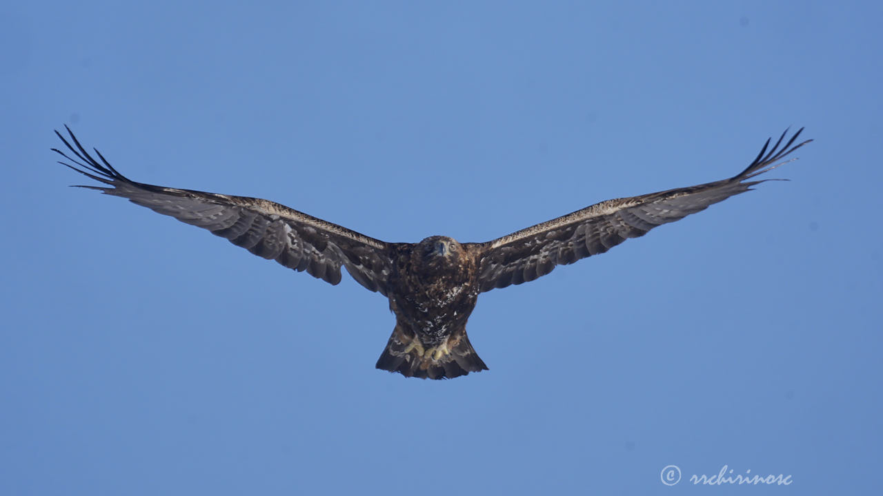 Golden eagle