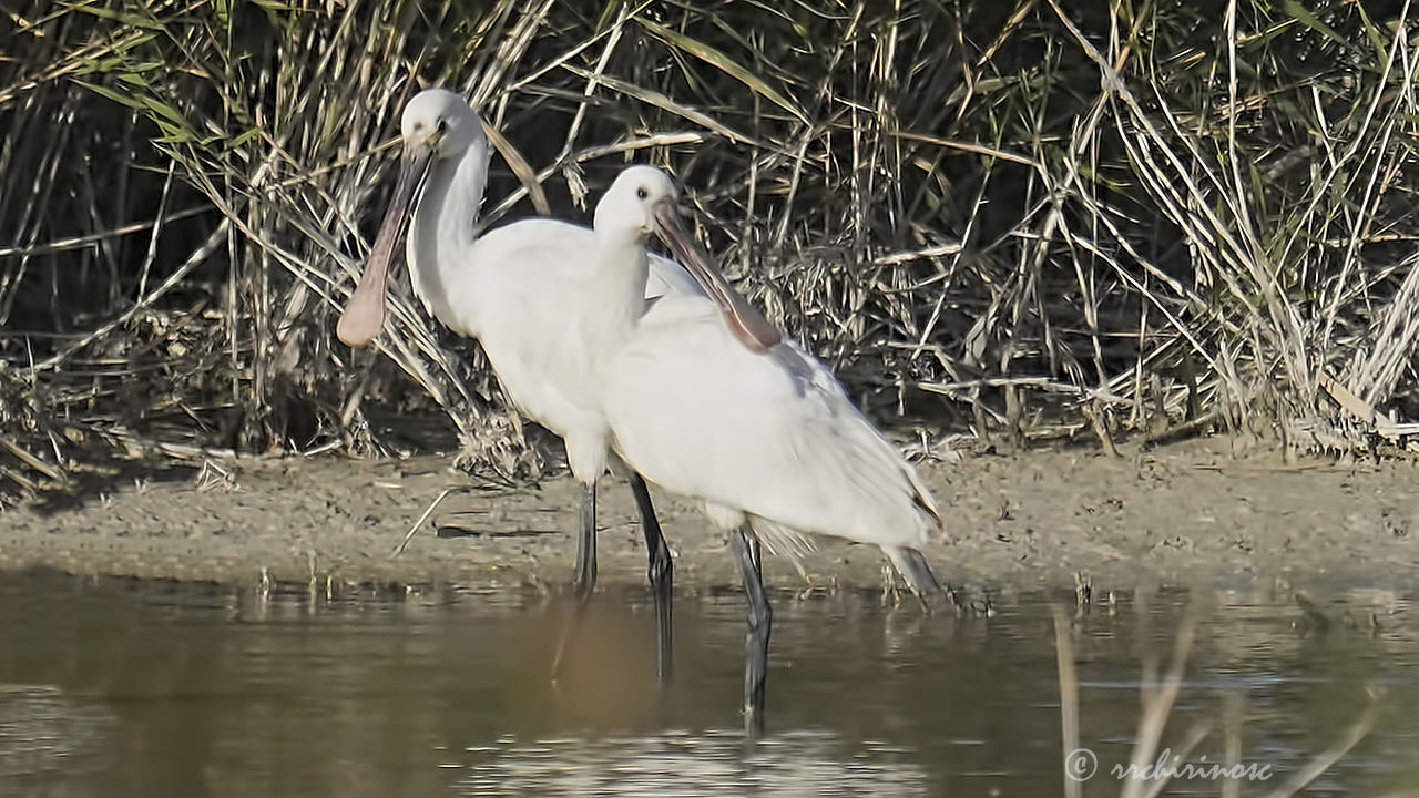 Eurasian spoonbill