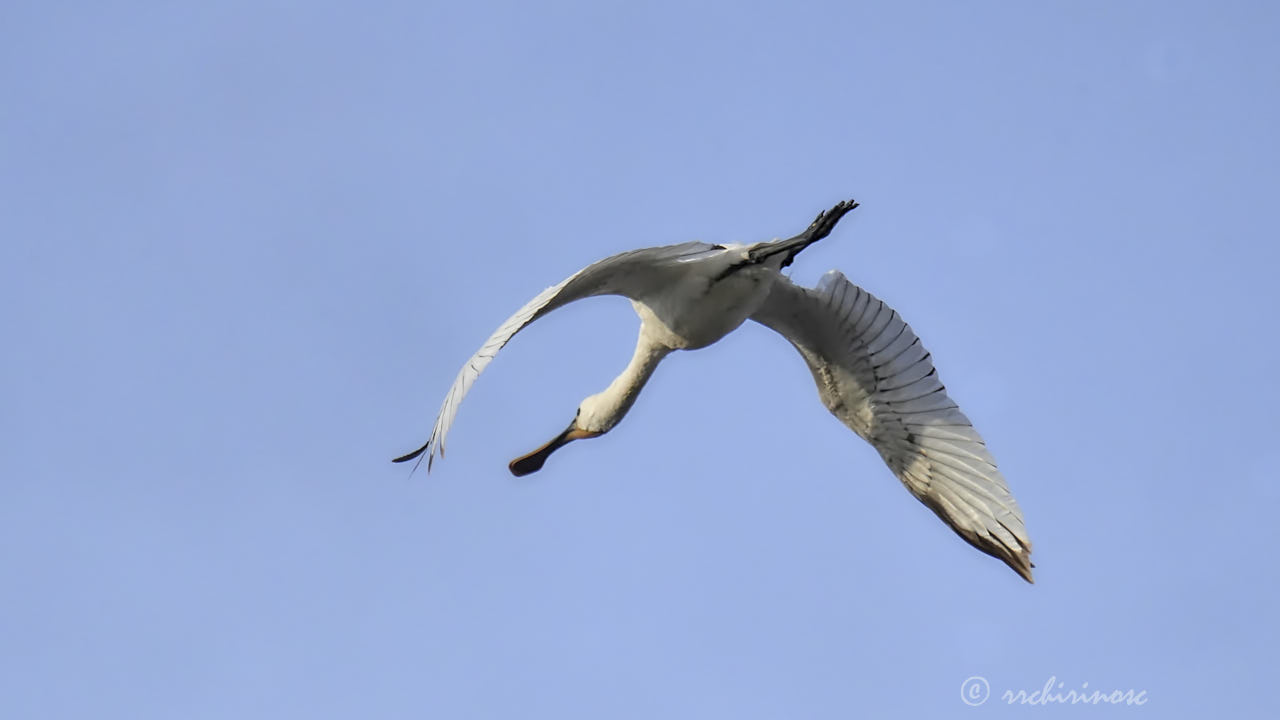 Eurasian spoonbill