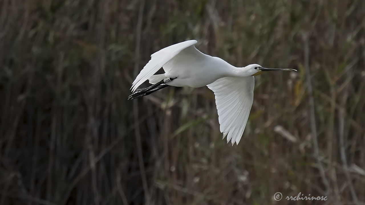 Eurasian spoonbill