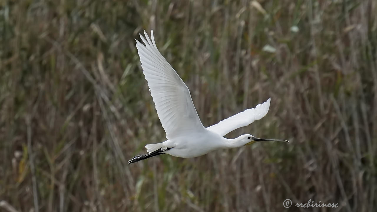 Eurasian spoonbill