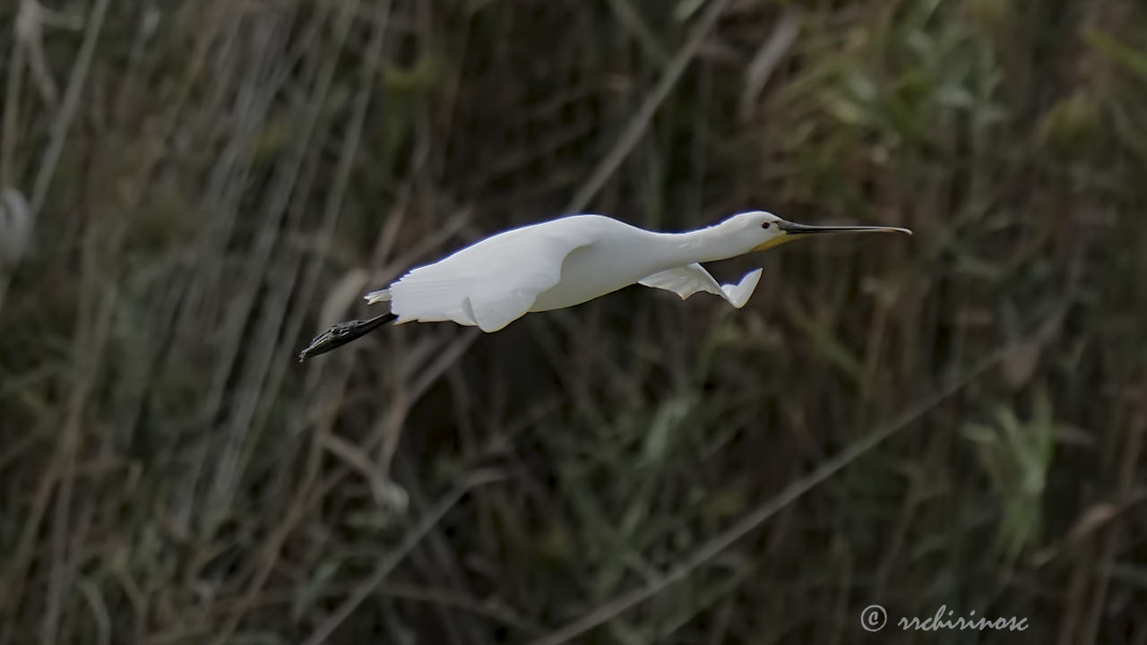 Eurasian spoonbill