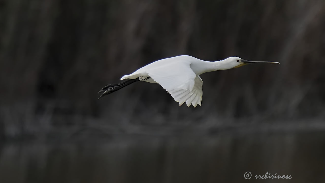 Eurasian spoonbill