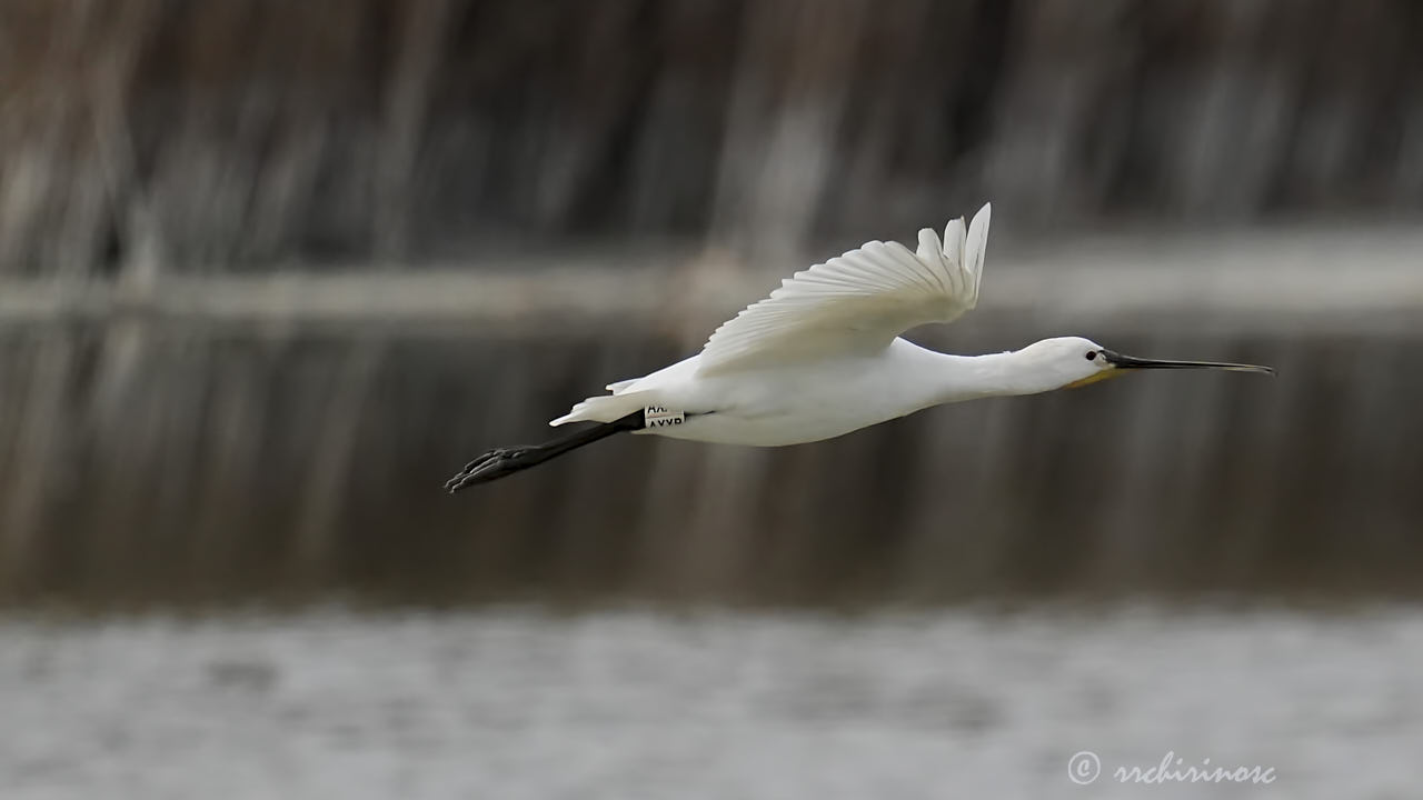 Eurasian spoonbill