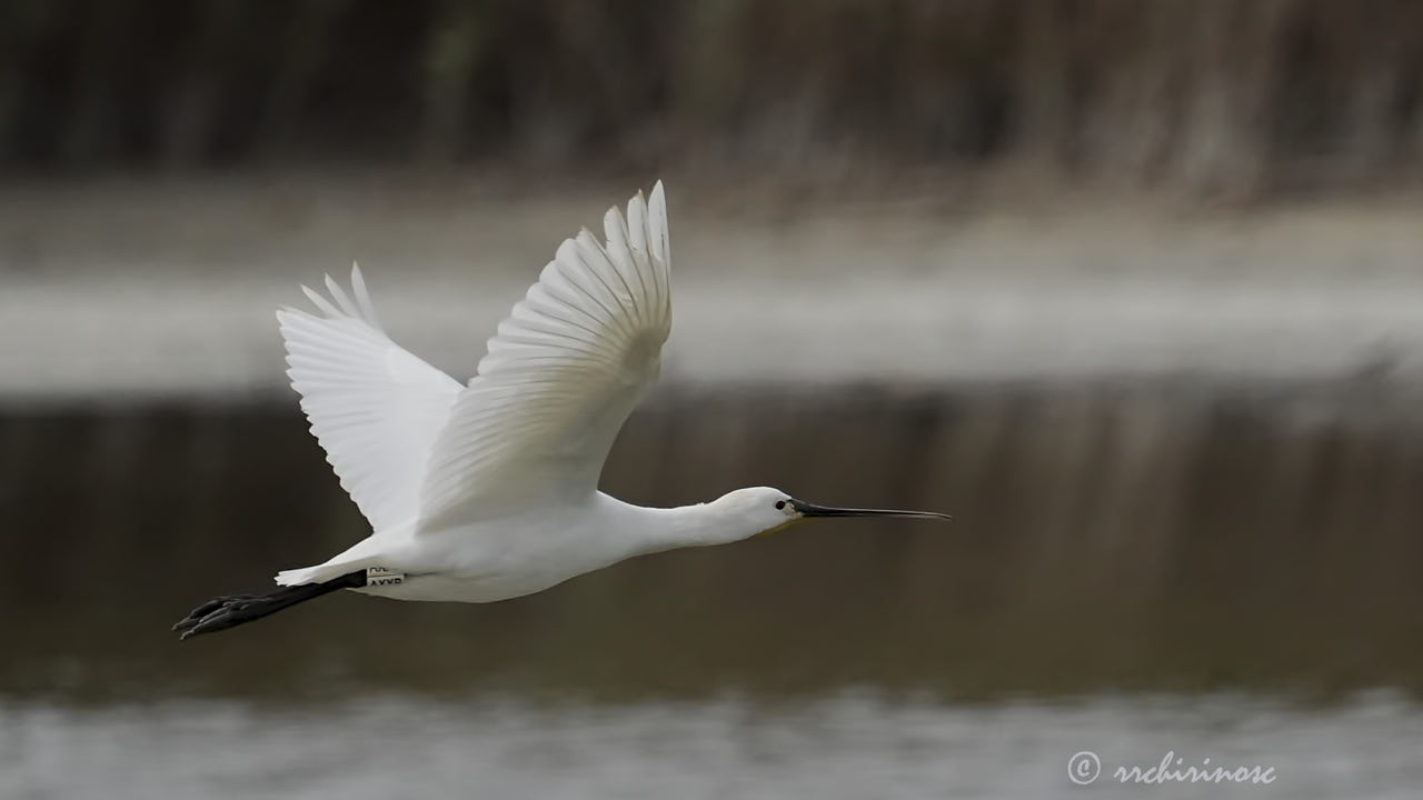 Eurasian spoonbill