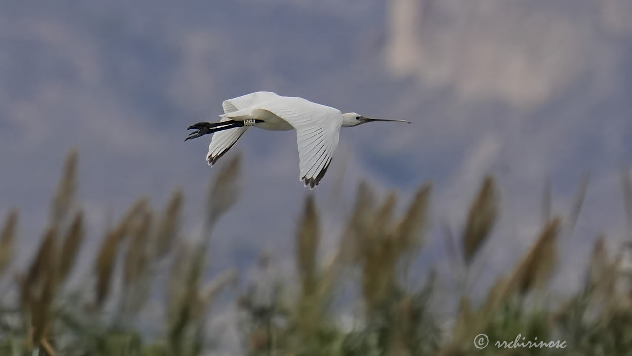 Eurasian spoonbill