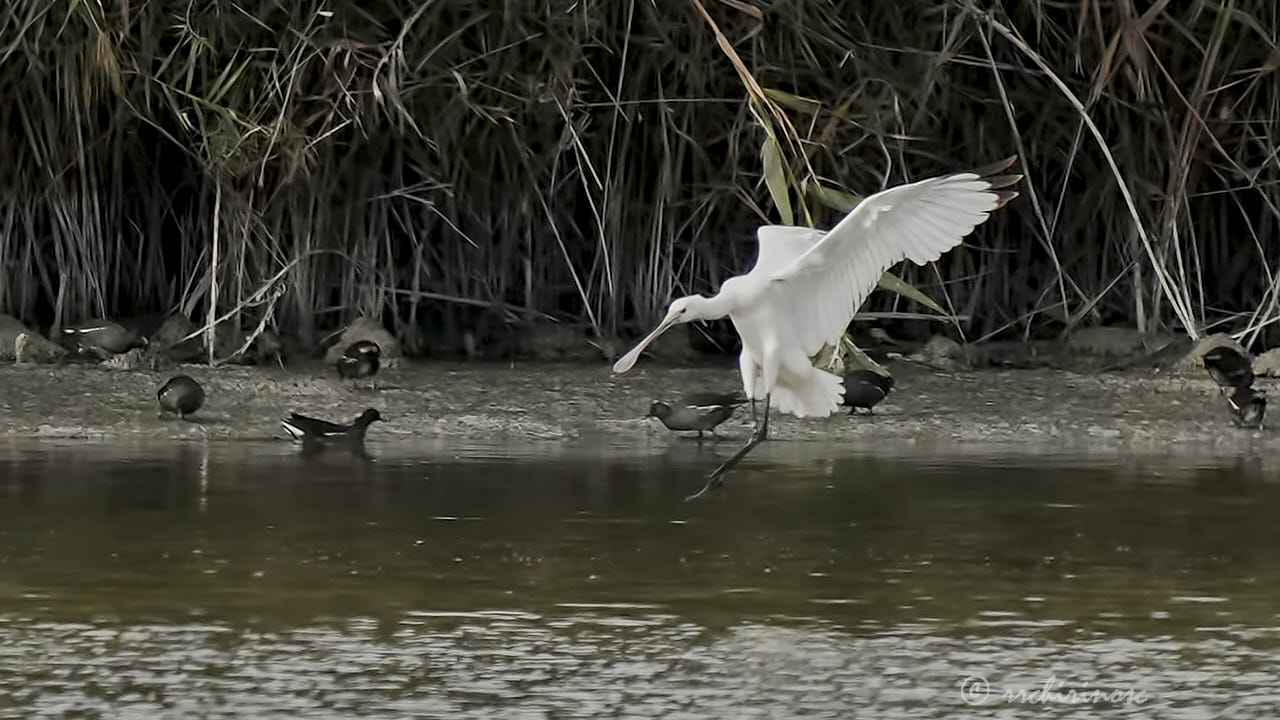 Eurasian spoonbill