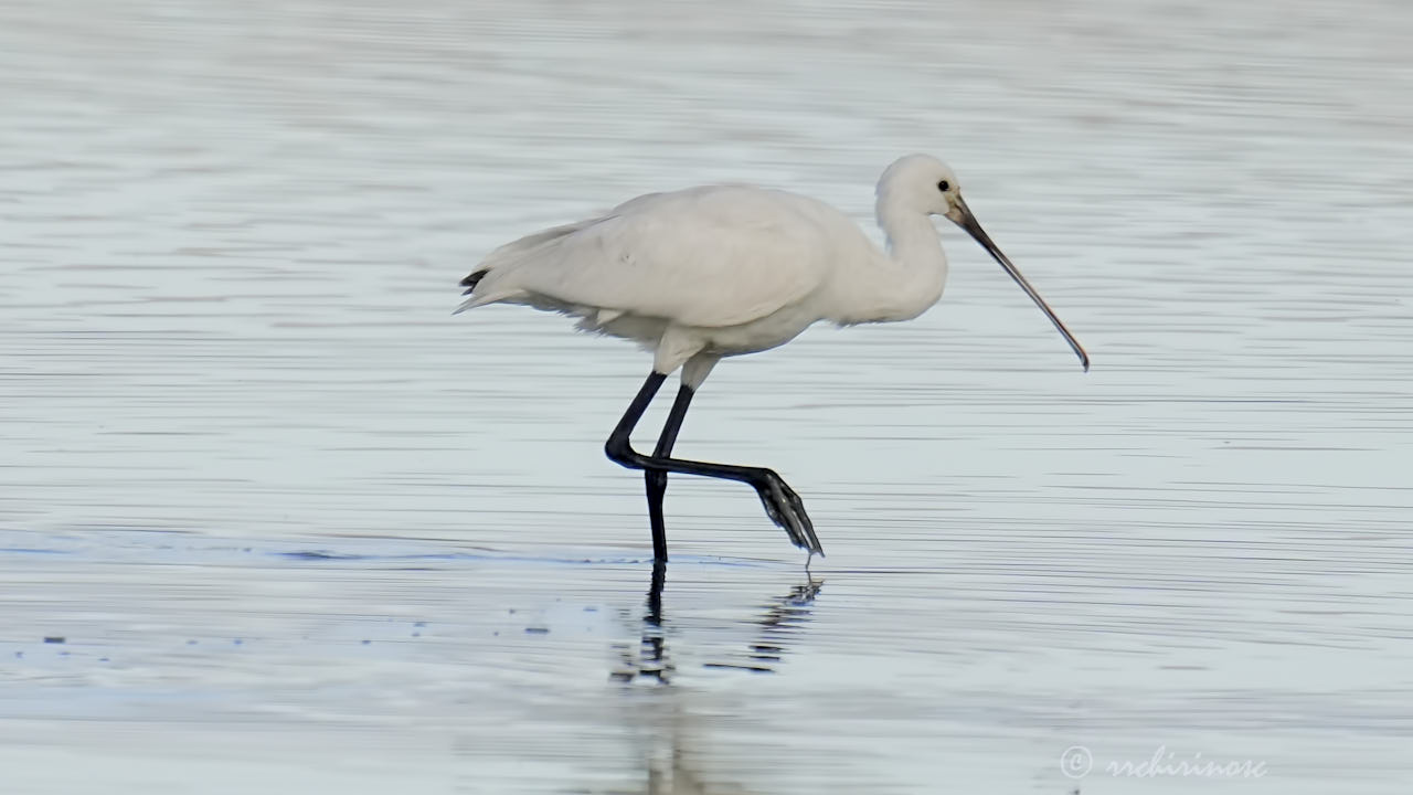 Eurasian spoonbill