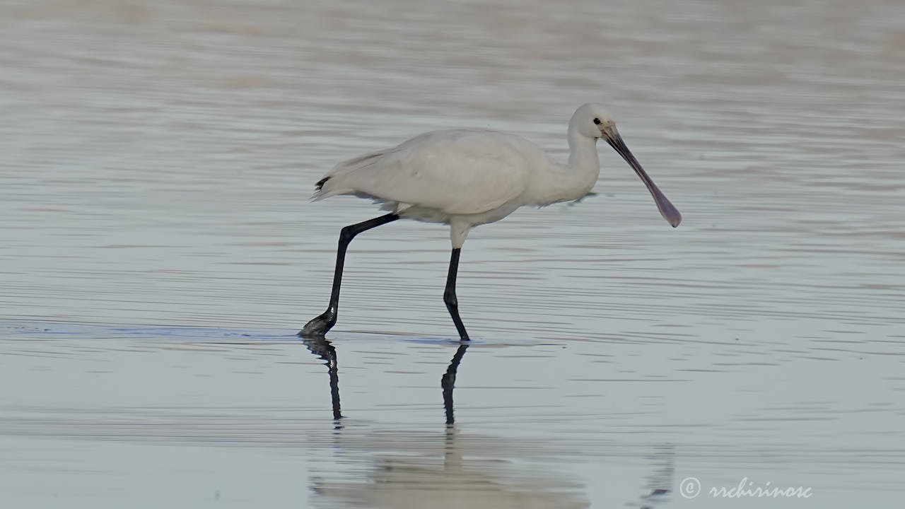 Eurasian spoonbill