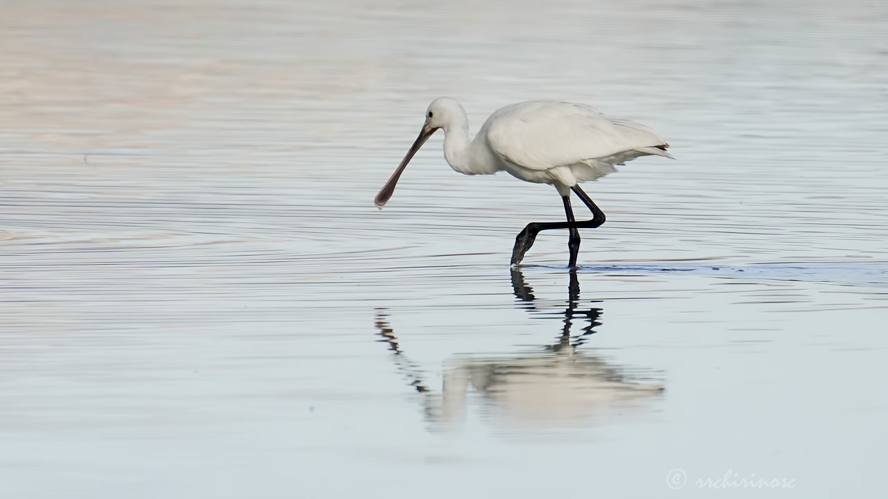 Eurasian spoonbill