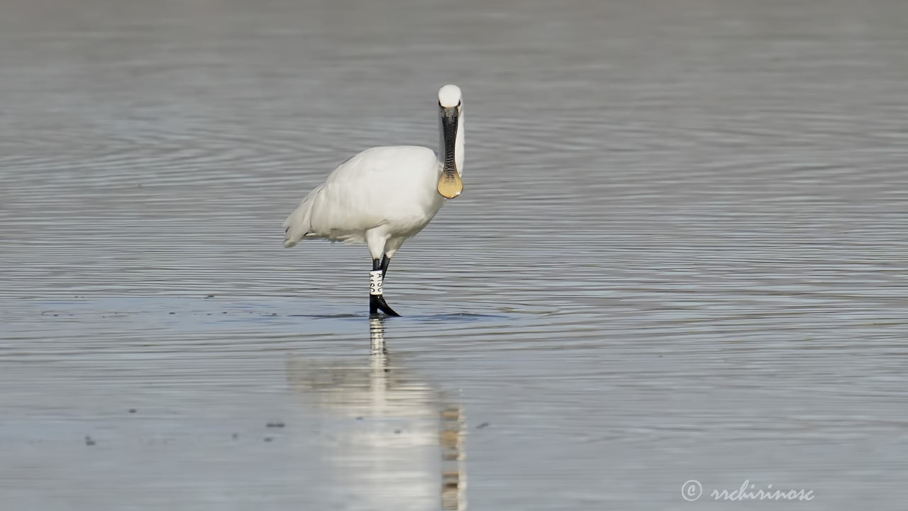 Eurasian spoonbill