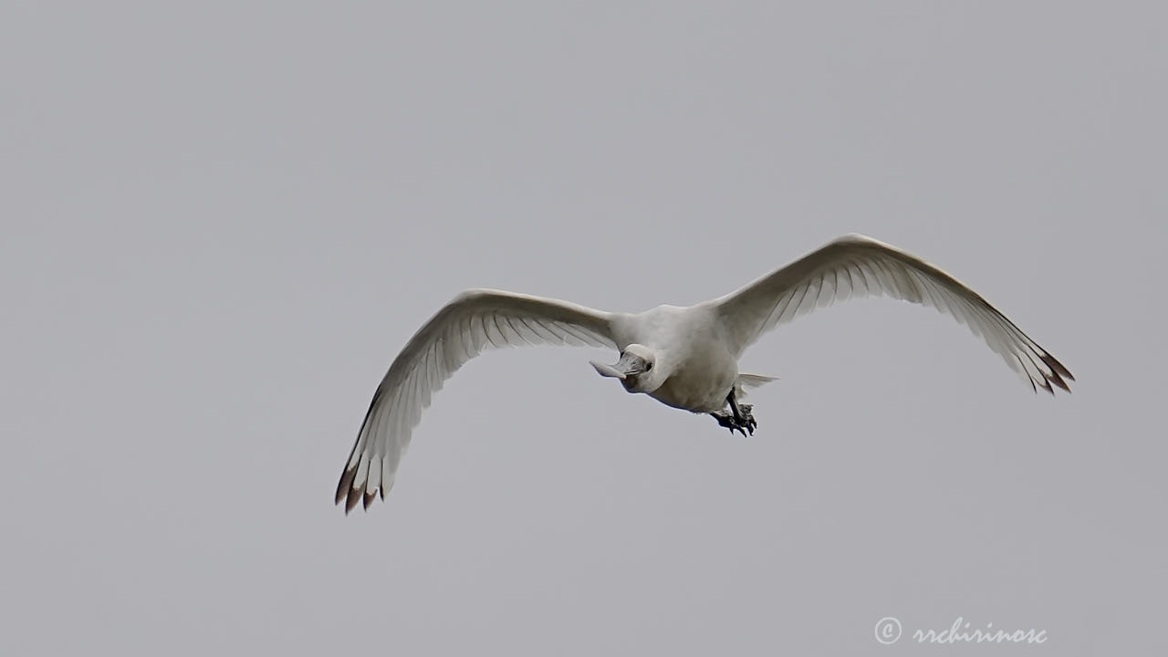 Eurasian spoonbill