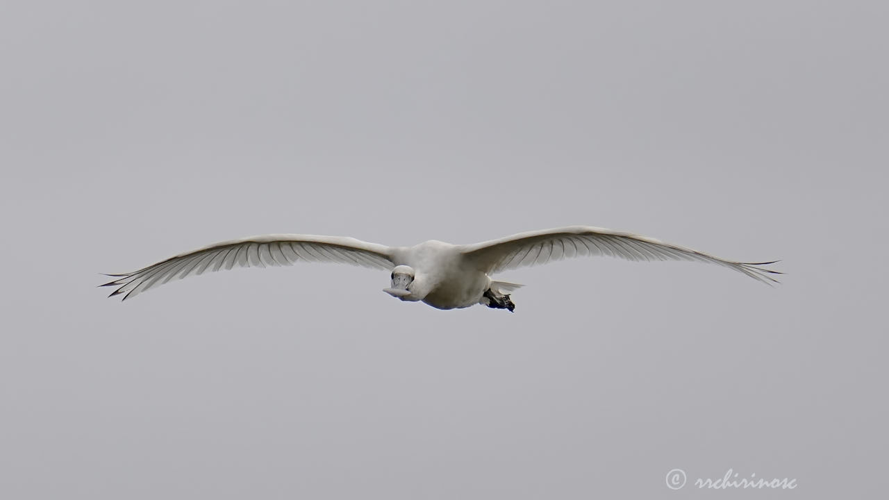 Eurasian spoonbill