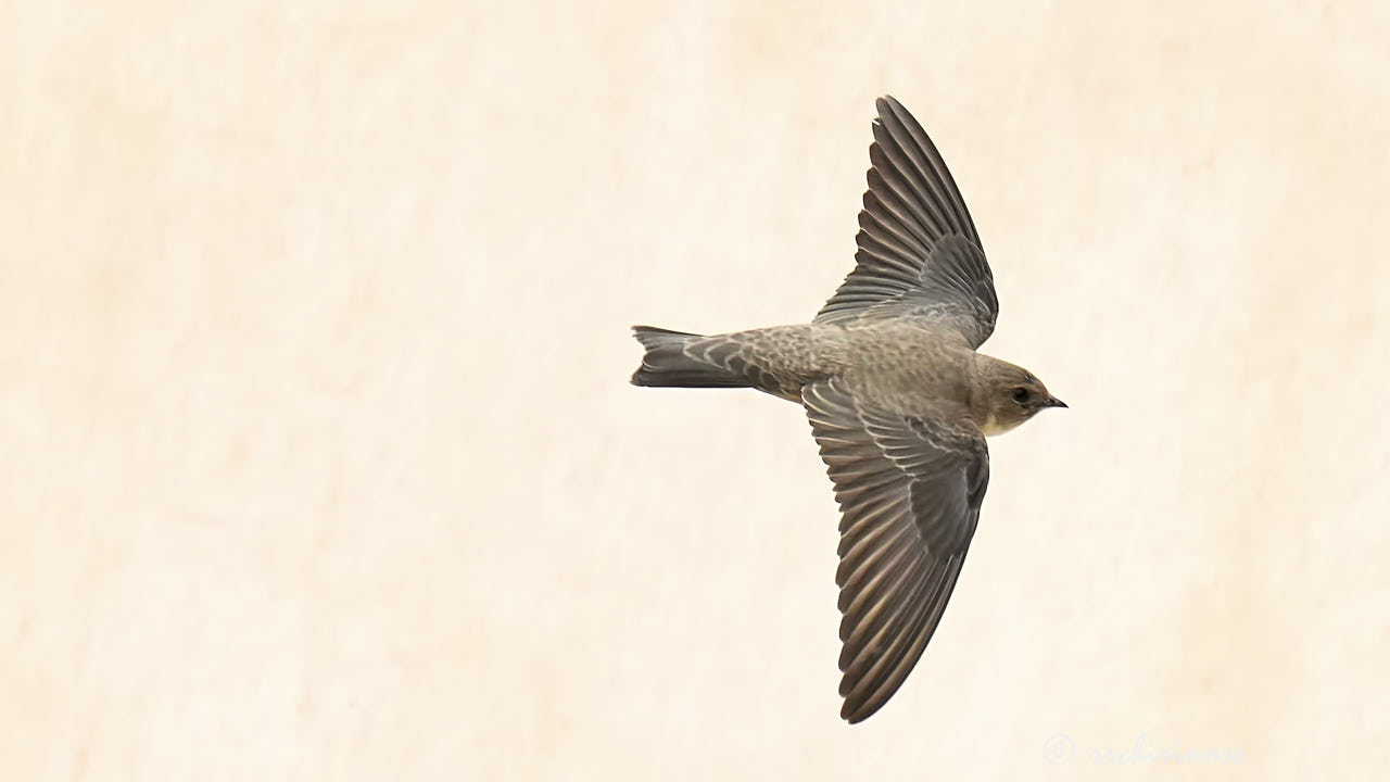 Eurasian crag martin