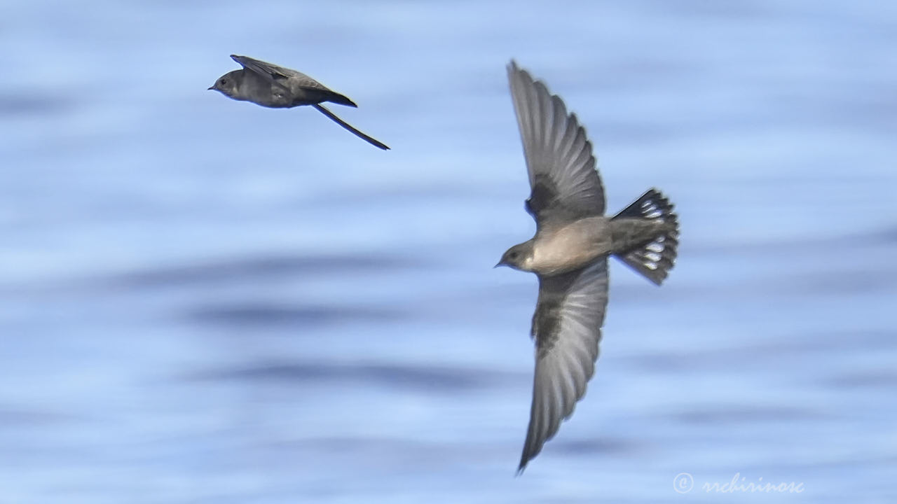 Eurasian crag martin