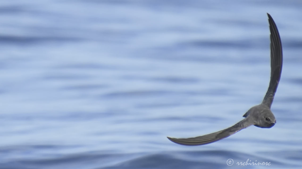 Eurasian crag martin