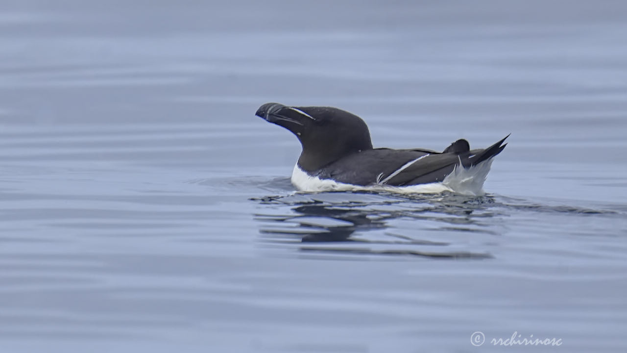 Razorbill