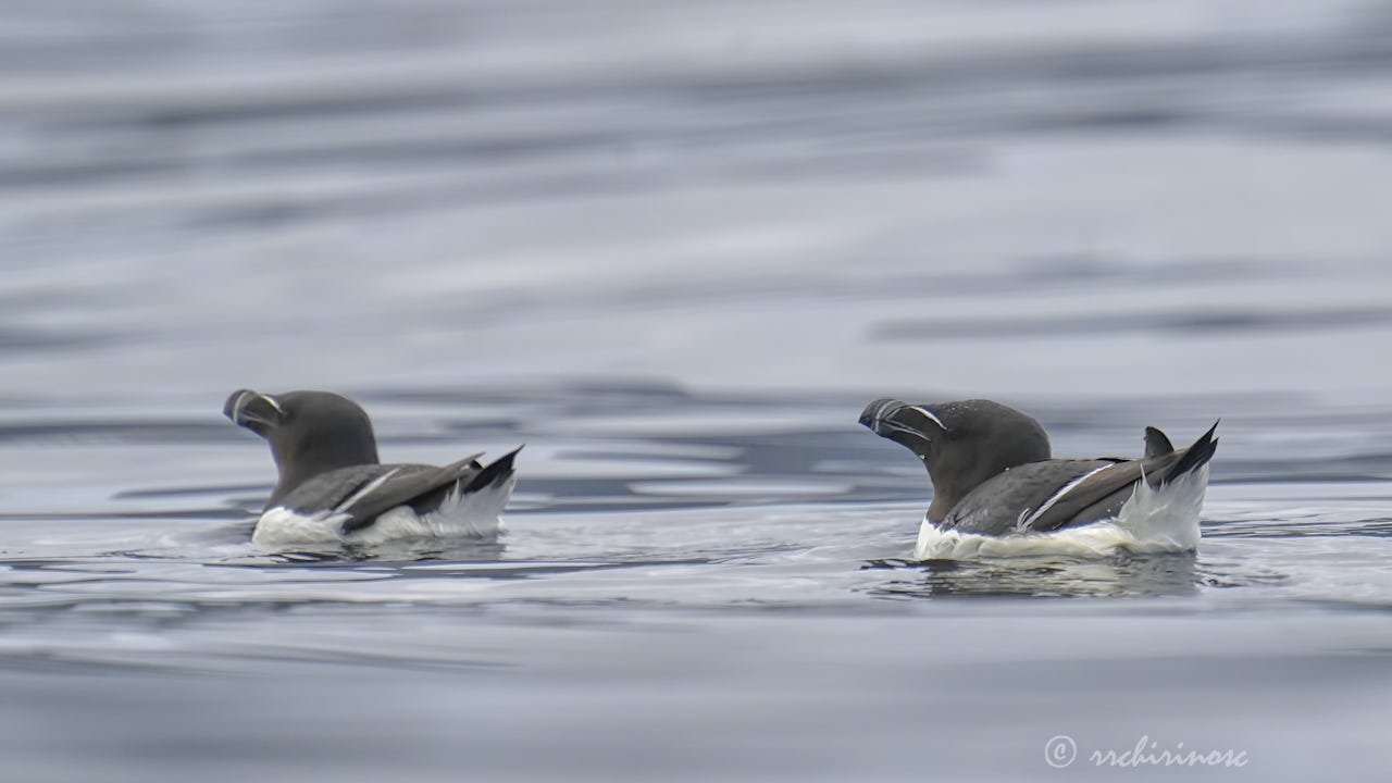 Razorbill