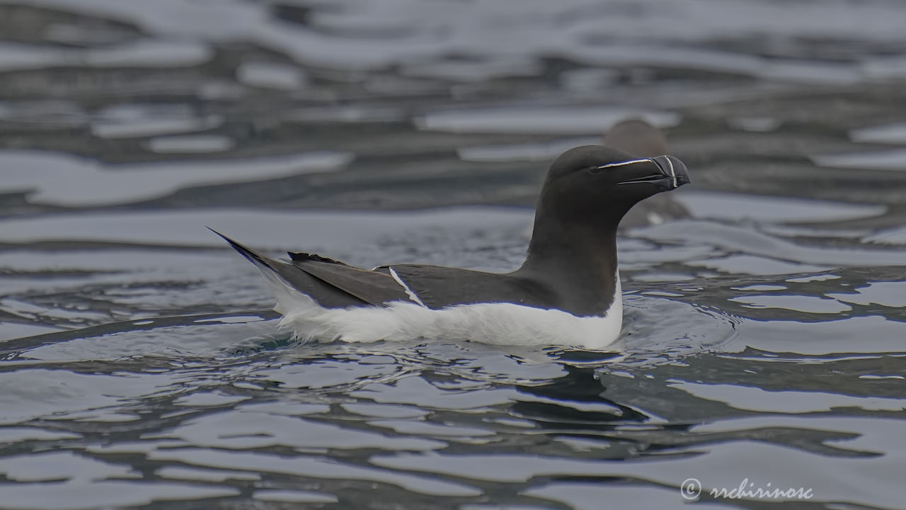 Razorbill