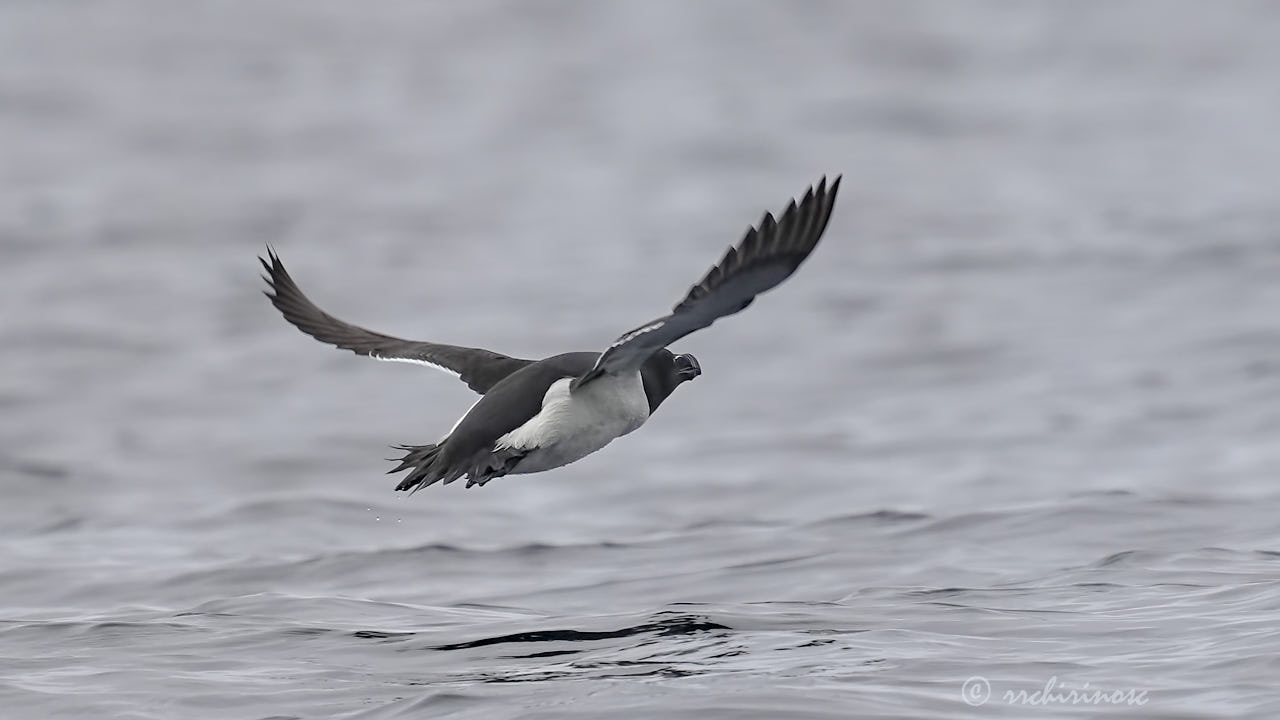 Razorbill