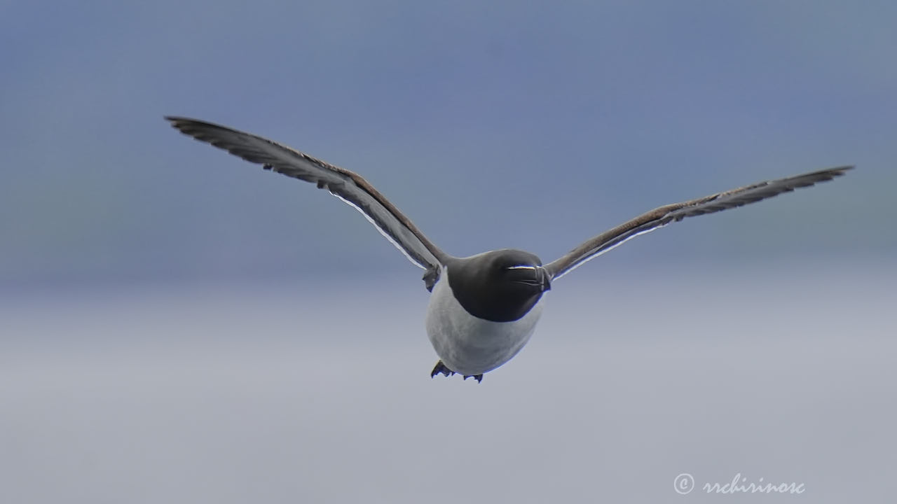 Razorbill