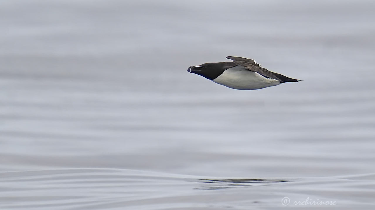 Razorbill